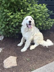 Found/Stray Male Dog last seen Riderwood Drive , Dalton, GA 30721