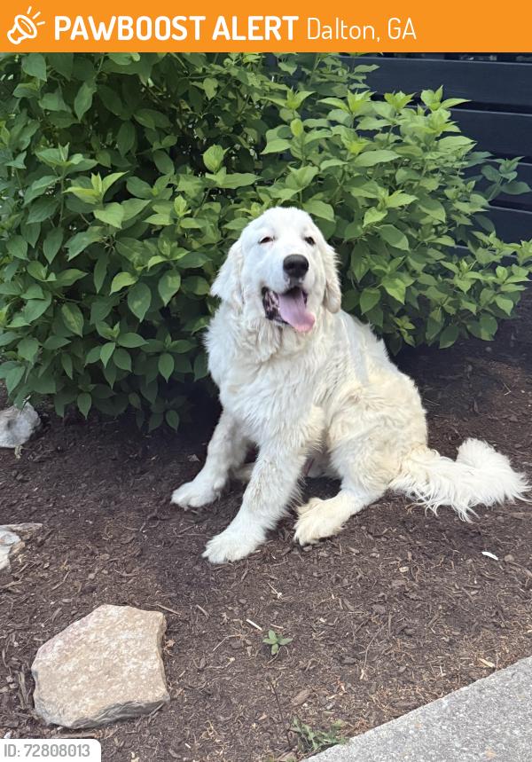 Found/Stray Male Dog last seen Riderwood Drive , Dalton, GA 30721