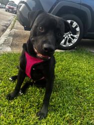 Found/Stray Male Dog last seen At the stop sign, Houston, TX 77498