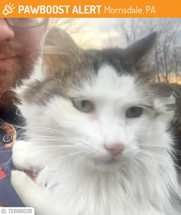 Found/Stray Unknown Cat last seen Lamb drive trailer park, Morrisdale, PA 16858