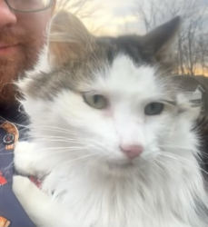 Found/Stray Unknown Cat last seen Lamb drive trailer park, Morrisdale, PA 16858