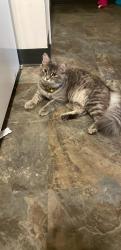 Lost Female Cat last seen Wood st, Saginaw, MI 48607