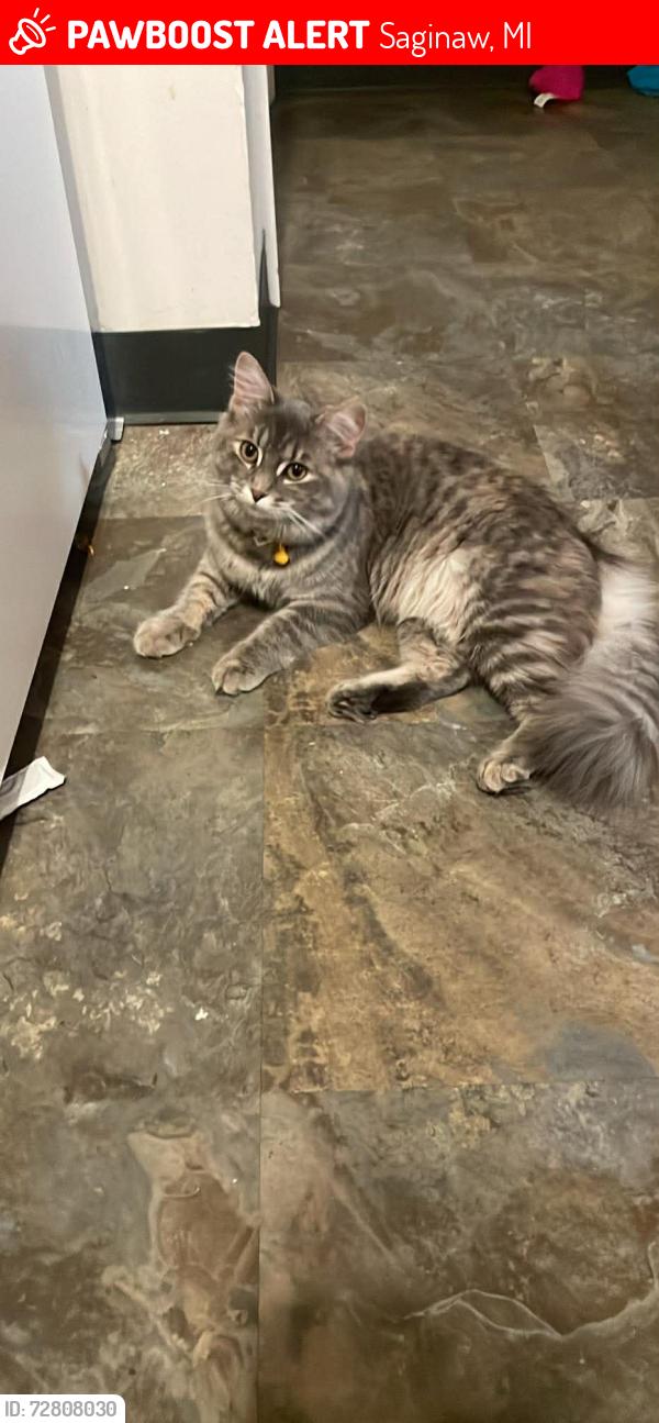 Lost Female Cat last seen Wood st, Saginaw, MI 48607