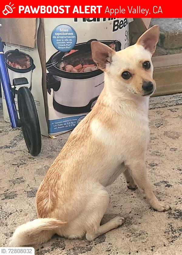 Lost Female Dog last seen Corwin rd , Apple Valley, CA 92307