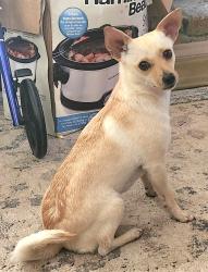 Lost Female Dog last seen Corwin rd , Apple Valley, CA 92307
