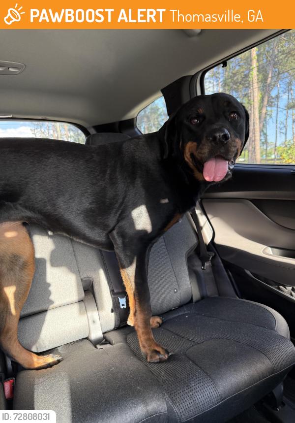 Found/Stray Female Dog last seen near patterson still road and north pinetree by bishop hall charter school, Thomasville, GA 31758