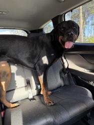 Found/Stray Female Dog last seen near patterson still road and north pinetree by bishop hall charter school, Thomasville, GA 31758