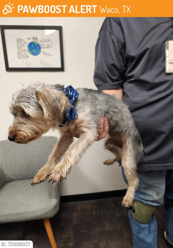 Found/Stray Male Dog last seen Beverly Hills Neighborhood Area in Waco, Texas, Waco, TX 76702