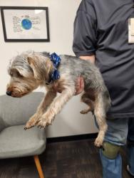 Found/Stray Male Dog last seen Beverly Hills Neighborhood Area in Waco, Texas, Waco, TX 76702