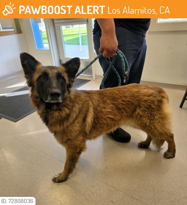 Found/Stray Female Dog last seen Near Ticonderoga Drive, Los Alamitos, CA, USA, Los Alamitos, CA 90720
