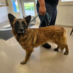 Found/Stray Female Dog last seen Near Ticonderoga Drive, Los Alamitos, CA, USA, Los Alamitos, CA 90720