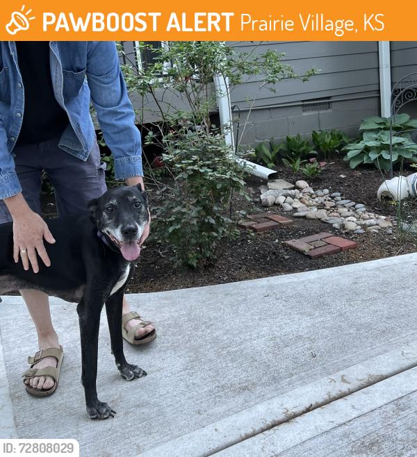 Found/Stray Unknown Dog last seen 69th & Fontana Prairie Village, KS, Prairie Village, KS 66208