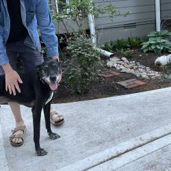 Found/Stray Unknown Dog last seen 69th & Fontana Prairie Village, KS, Prairie Village, KS 66208