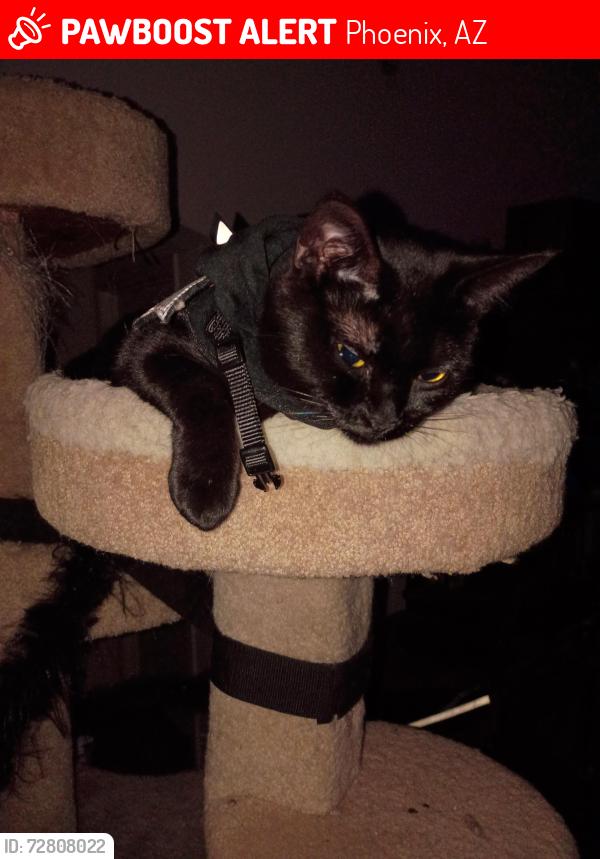 Lost Female Cat last seen 30th ave and foothills, Phoenix, AZ 85027