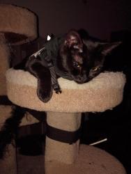 Lost Female Cat last seen 30th ave and foothills, Phoenix, AZ 85027