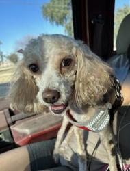 Lost Female Dog last seen Missouri Ave & 59th Ave, Glendale, AZ 85301
