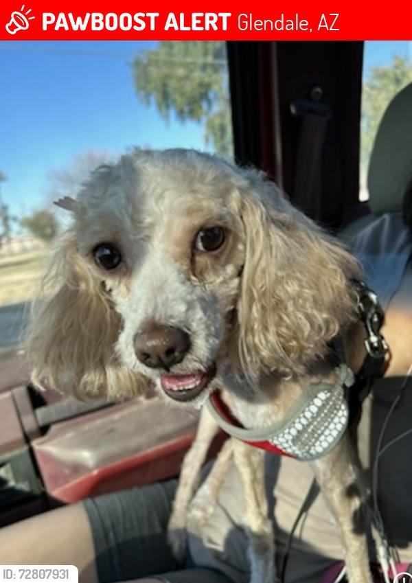 Lost Female Dog last seen Missouri Ave & 59th Ave, Glendale, AZ 85301