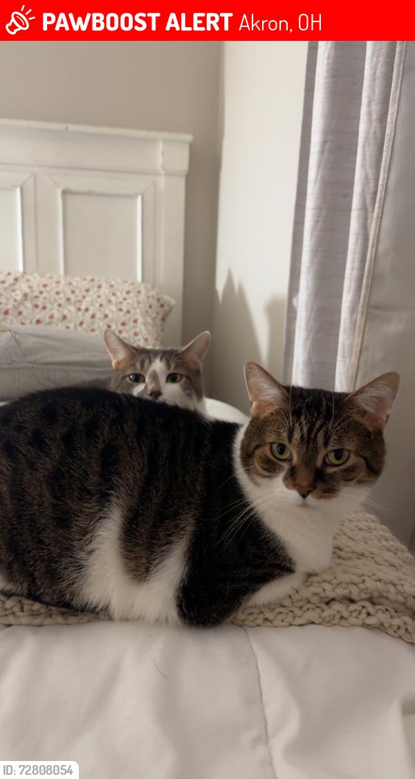 Lost Male Cat last seen Beach Dr, Akron, OH 44312