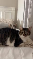 Lost Male Cat last seen Beach Dr, Akron, OH 44312