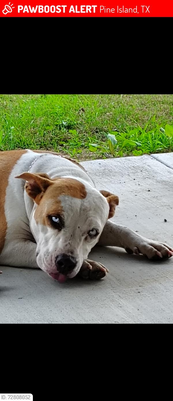 Lost Female Dog last seen FM 359, Pine Island, TX 77445