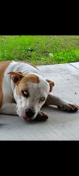 Lost Female Dog last seen FM 359, Pine Island, TX 77445