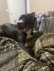 Lost Male Dog last seen Winterpark , Winter Park, FL 32789