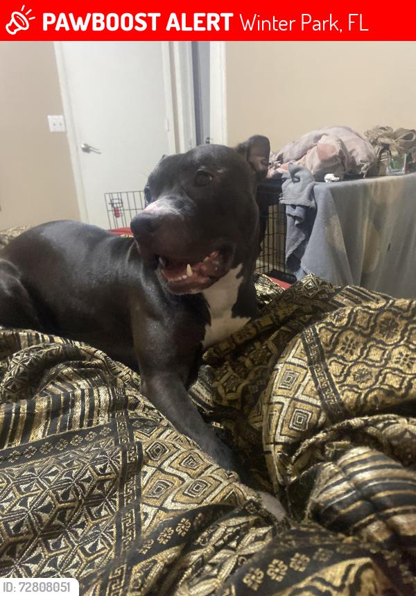 Lost Male Dog last seen Winterpark, Winter Park, FL 32789