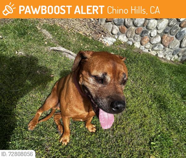 Found/Stray Male Dog last seen Peyton road going up bayberry dr, Chino Hills, CA 91709