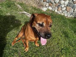 Found/Stray Male Dog last seen Peyton road going up bayberry dr, Chino Hills, CA 91709
