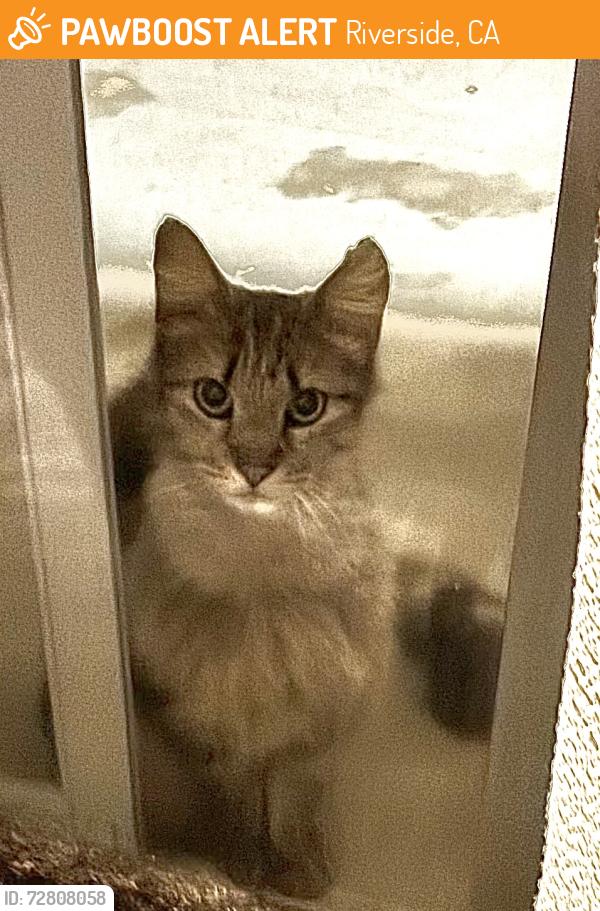 Found/Stray Male Cat last seen Near Poly High School , Riverside, CA 92506