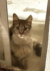Found/Stray Male Cat last seen Near Poly High School , Riverside, CA 92506