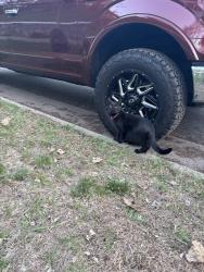 Found/Stray Unknown Cat last seen James Ave and Lexington Pkwy S, Saint Paul, MN 55116