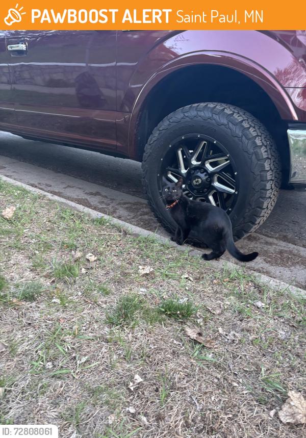 Found/Stray Unknown Cat last seen James Ave and Lexington Pkwy S, Saint Paul, MN 55116