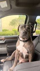 Found/Stray Male Dog last seen Pelican Pointe Pembroke Pines, FL United States, Pembroke Pines, FL 33025