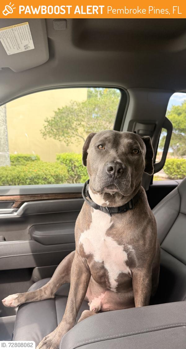 Found/Stray Male Dog last seen Pelican Pointe Pembroke Pines, FL United States, Pembroke Pines, FL 33025
