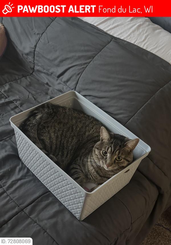 Lost Male Cat last seen 4th St , Fond du Lac, WI 54935