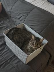 Lost Male Cat last seen 4th St , Fond du Lac, WI 54935