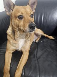 Lost Female Dog last seen Main firts, Santa Ana, CA 92701