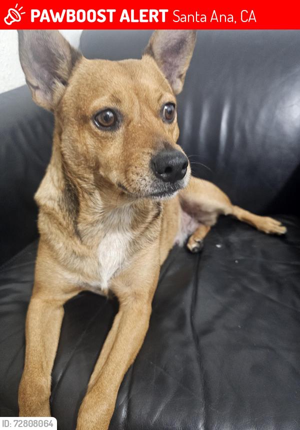 Lost Female Dog last seen Main firts, Santa Ana, CA 92701