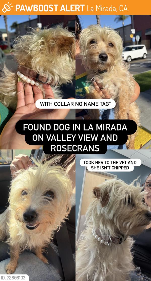 Found/Stray Female Dog last seen Valley View & Rosecrans , La Mirada, CA 90638