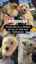 Found/Stray Female Dog last seen Valley View & Rosecrans , La Mirada, CA 90638