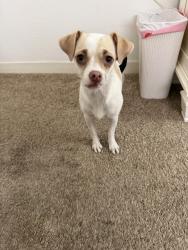 Found/Stray Female Dog last seen Market street a little bit past the church and preschool , Concord, CA 94520
