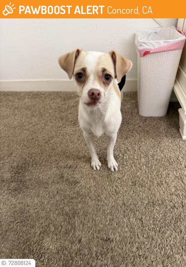 Found/Stray Female Dog last seen Market street a little bit past the church and preschool , Concord, CA 94520