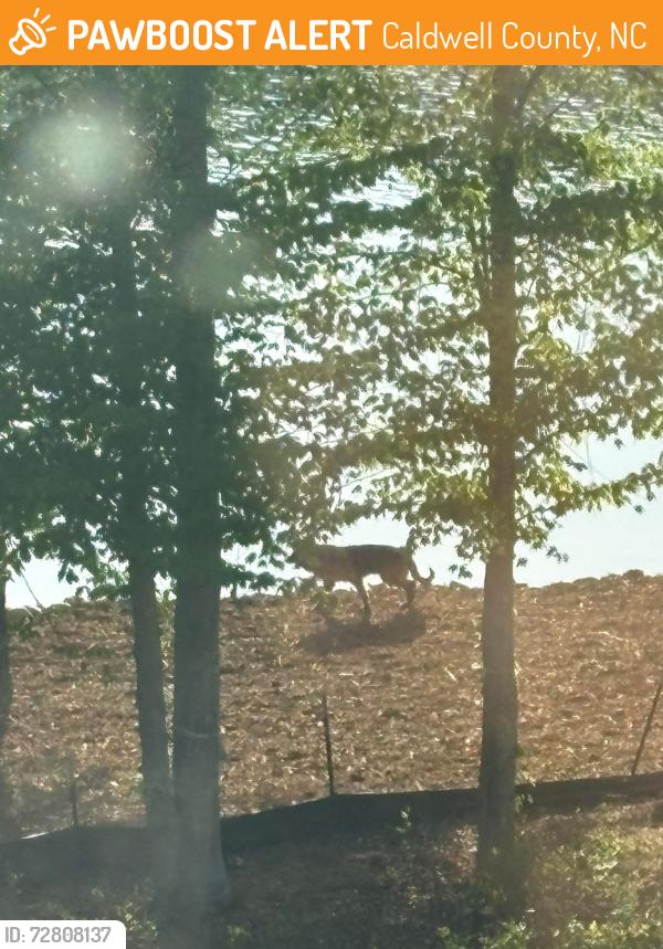 Found/Stray Unknown Dog last seen Liberty Road near Lake Rhodhiss, Caldwell County, NC 28630