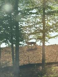 Found/Stray Unknown Dog last seen Liberty Road near Lake Rhodhiss, Caldwell County, NC 28630