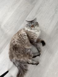 Lost Male Cat last seen Kirkwood , Ottawa, ON K1Z 5X3