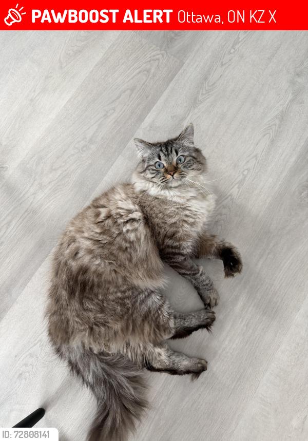 Lost Male Cat last seen Kirkwood , Ottawa, ON K1Z 5X3