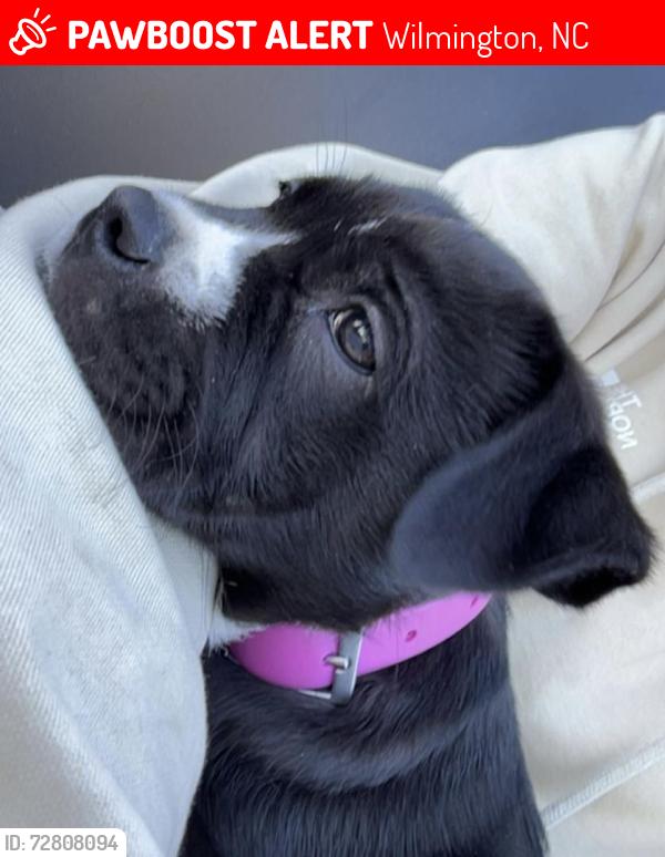 Lost Female Dog last seen Market Street & Martin Luther King Blvd, Wilmington, NC 28403