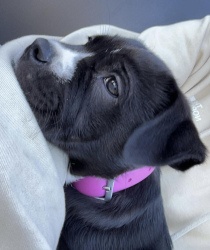 Lost Female Dog last seen Market Street & Martin Luther King Blvd, Wilmington, NC 28403
