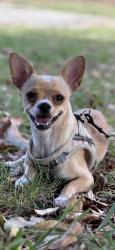 Lost Male Dog last seen Margaret Ave and Percy, East Los Angeles, CA 90022